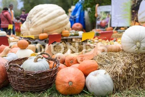 Pile of colored pumpkins and gourds in Moldova Stock Photos
