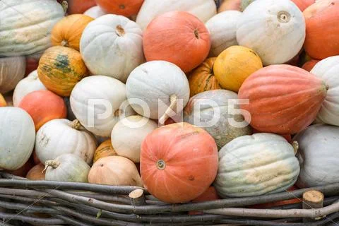 Pile of colored pumpkins and gourds in Moldova Stock Photos