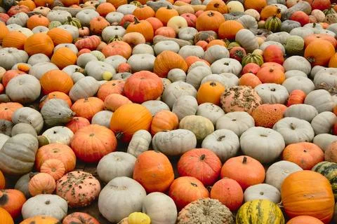 A pile of colored pumpkins Stock Photos