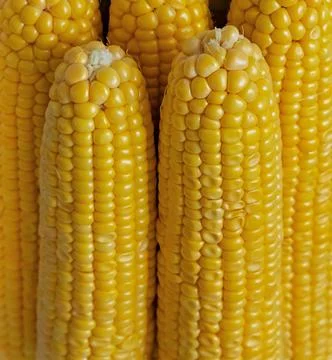Pile of corn cobs on a light background, vegetables stacked pile Foto stock