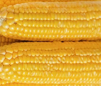 Pile of corn cobs on a light background, vegetables stacked pile Stock Photos