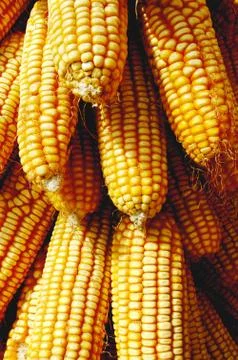 Pile of corn cobs Stock Photos