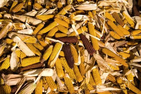 A pile of corn cobs 写真素材