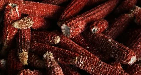 Pile of corn cobs. Texture Foto stock