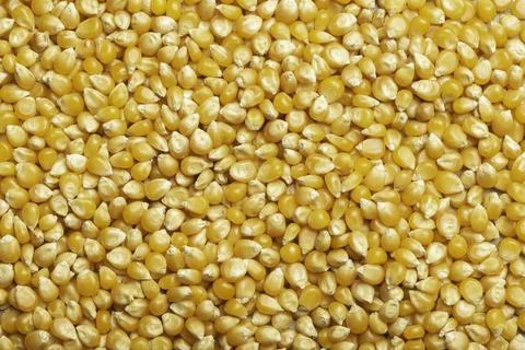 Pile of corn kernels for popcorn, top view Stock Photos