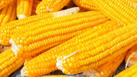 Pile of corn Stock Photos