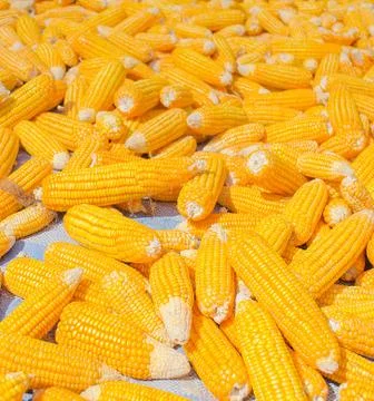 Pile of corn Stock Photos