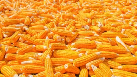 Pile of corn Stock Photos