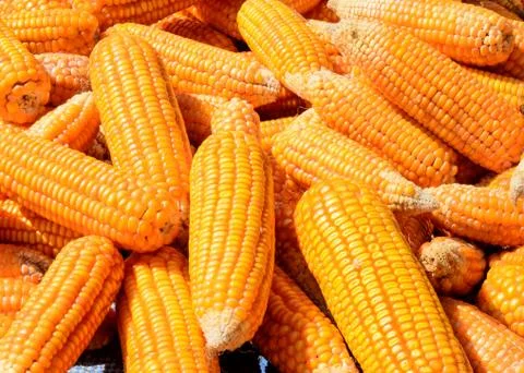 Pile of corn Stock Photos