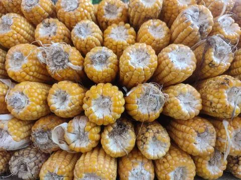 Pile of Corn Stock Photos
