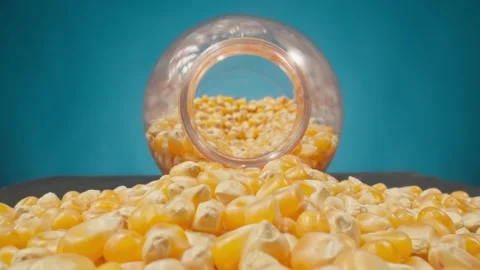 Pile of corn seeds at blue background. Organic food. Ingredient for popcorn Stock Footage 245664827