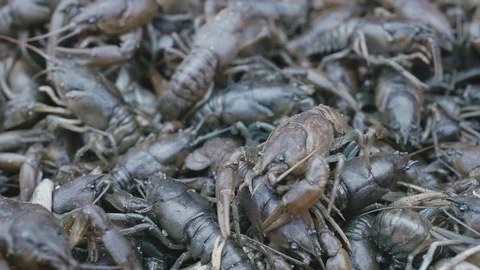 A pile of crabs crawling over each other Stock Footage 73851454