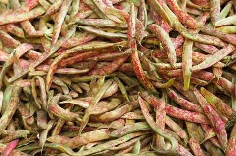 Pile of cranberry beans Stock Photos