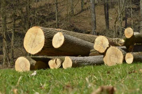 Pile of cropped trees, background deciduous forest in spring Stock Photos