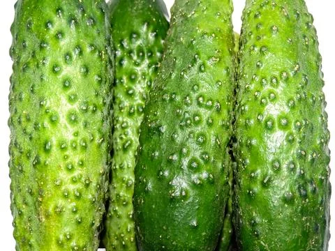 Pile of cucumbers. Macro cucumbers Фото