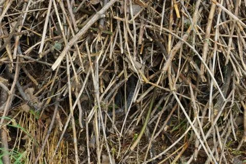 Pile of cut branches texture background, a bunch of grunge Stock-Fotos