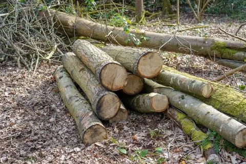 Pile of cut down logs on the ground 库存照片