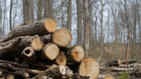 Pile of cut down logs.mov Video stock 106075716
