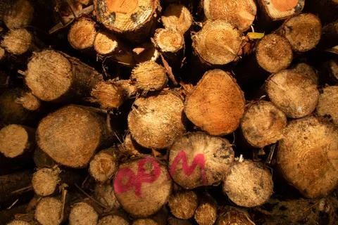 Pile of cut down trees #2 Stock Photos