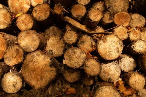 Pile of cut down trees #3 Stock Photos