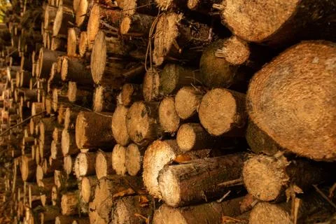 Pile of cut down trees #4 Stock Photos