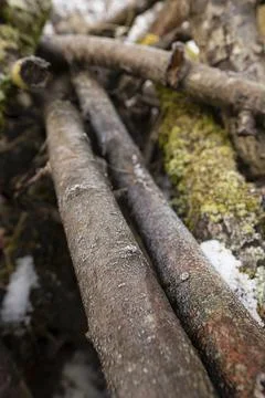 A pile of cut down trees covered with frost Stock Photos