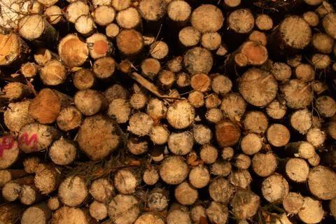 Pile of cut down trees Stock Photos