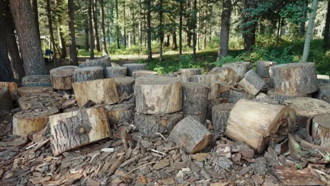 Pile of cut log rounds in pine forest in Colorado Video stock 348025458