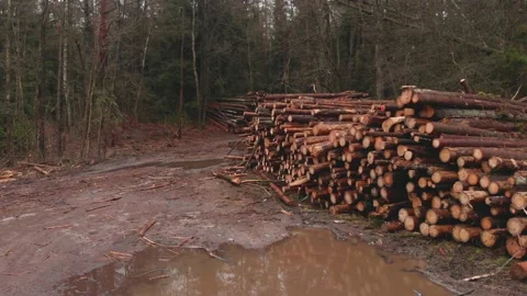 Pile of cut logs in the forest Vidéo 149283656