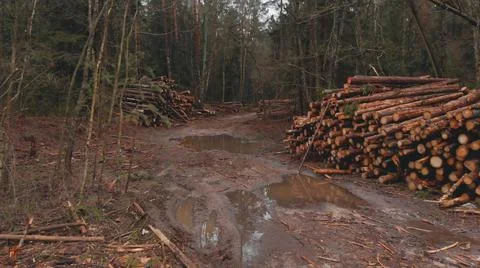 Pile of cut logs in the forest 스톡 사진