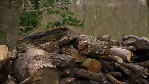 Pile of cut logs in log yard Stock Footage 155023938