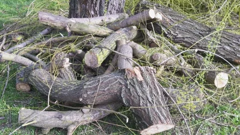 Pile of cut logs with moss and branches in a natural setting Stock Footage 305563504