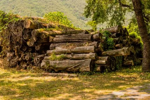 Pile of cut logs Stock Photos