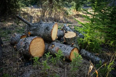 Pile of cut logs Stock Photos