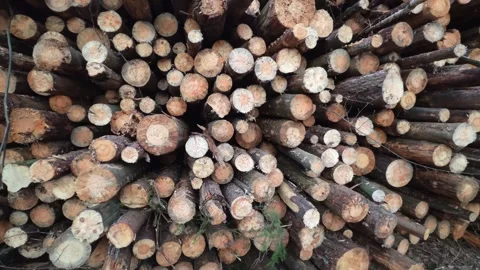Pile of cut logs stacked horizontally, displaying various natural wood textures Stock Footage 340387215
