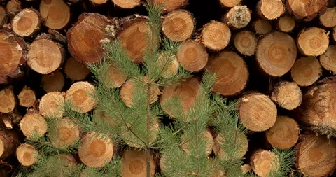 Pile of cut pine tree logs with young pines in front of it. Camera slide. Stock Footage 284084988