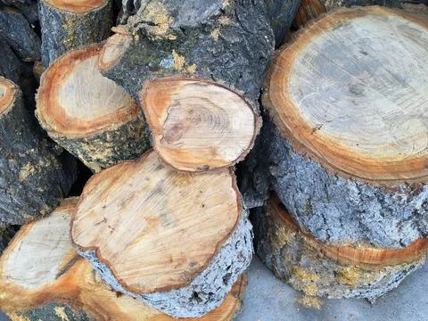 A pile of cut stumps under a canopy Stock Photos