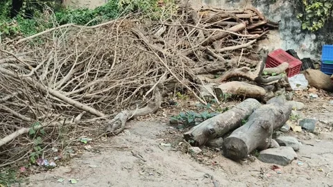 Pile of Cut Tree Branches and Logs After Tree Cutting 库存影片 330326221