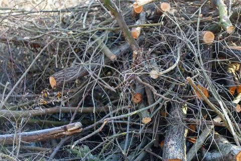 Pile of cut tree branches and wood logs Stock Photos