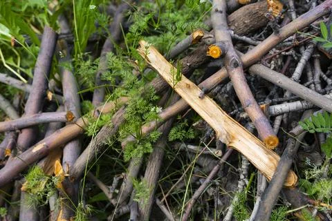 Pile of Cut Tree Branches and Green Grass Fotos de archivo