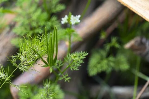 Pile of Cut Tree Branches and Green Grass Stock Photos