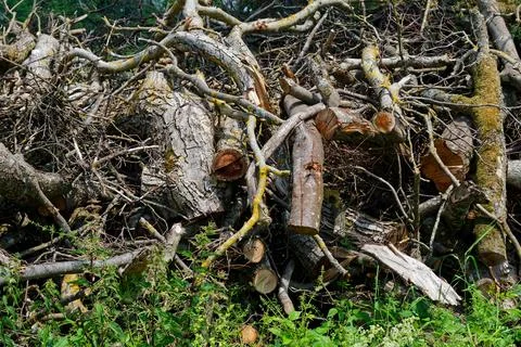Pile of Cut Tree Branches Stock Photos