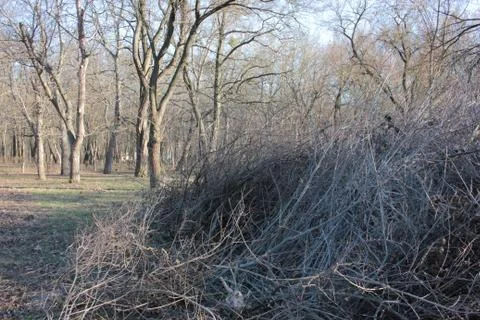 A pile of cut tree branches in the spring park. Stock Photos