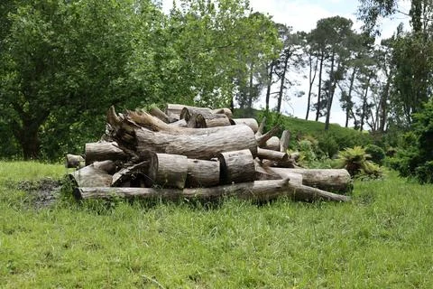 Pile Cut Tree Logs Grassy Field Outdoors Fotos Stock