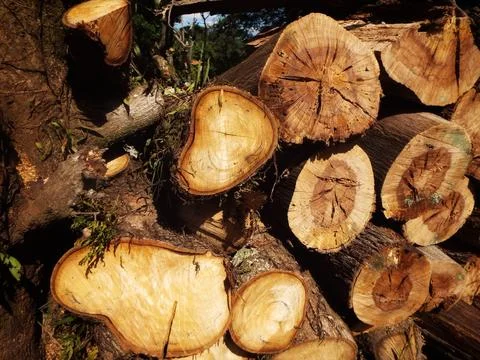 Pile of cut tree logs Stock Photos