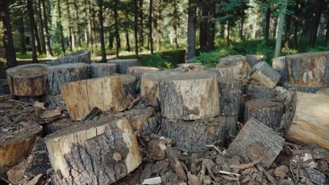 Pile of cut tree logs in pine forest, Slow slider move across a pile of sawn Stock-Footage 348024554