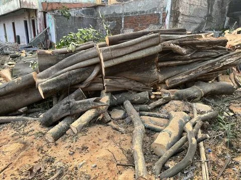 Pile of cut tree trunks and logs from deforestation Stock Photos
