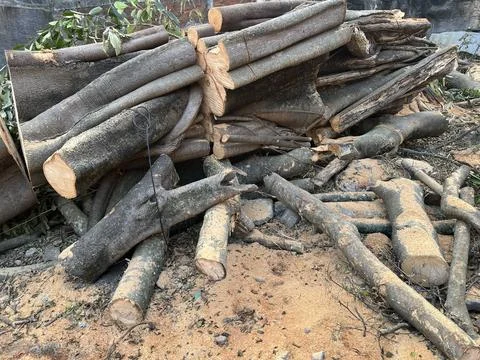 Pile of cut tree trunks and logs from deforestation Stock Photos