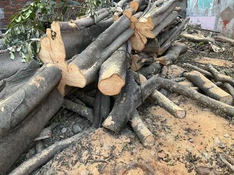 Pile of cut tree trunks and logs from deforestation Stock Photos