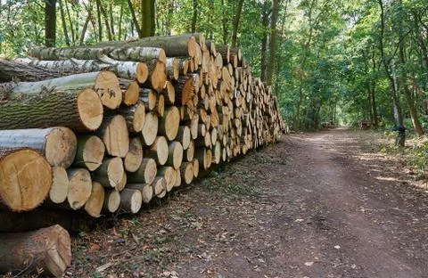 A pile of cut tree trunks in a forest Stock Photos